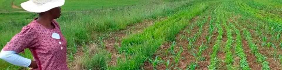 Im südafrikanischen Bergville leitet die Mahlathini Development Foundation ein wegweisendes Projekt in der Drakensberg-Region, das Frauen und Jugendliche ins Zentrum des Wassermanagements stellt. 