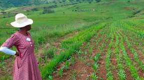 Im südafrikanischen Bergville leitet die Mahlathini Development Foundation ein wegweisendes Projekt in der Drakensberg-Region, das Frauen und Jugendliche ins Zentrum des Wassermanagements stellt. 